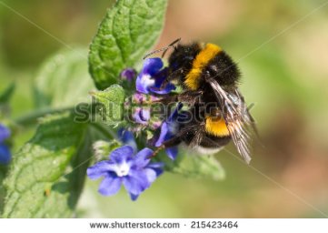 stock-photo-buff-tailed-bumblebee-on-flower-215423464