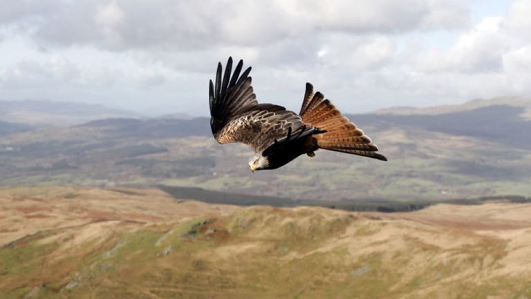 red-kite-over-mountains